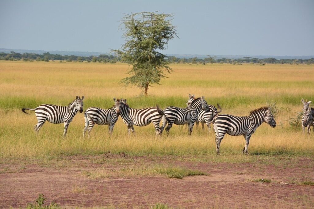 zebras, nature, herd, wilderness, serengeti, africa, national park, serengeti park, tanzania, wildlife reserve, animal