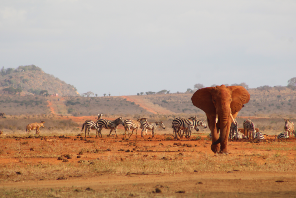 A majestic African elephant and zebras in Tsavo, Kenya, showcasing wildlife harmony.