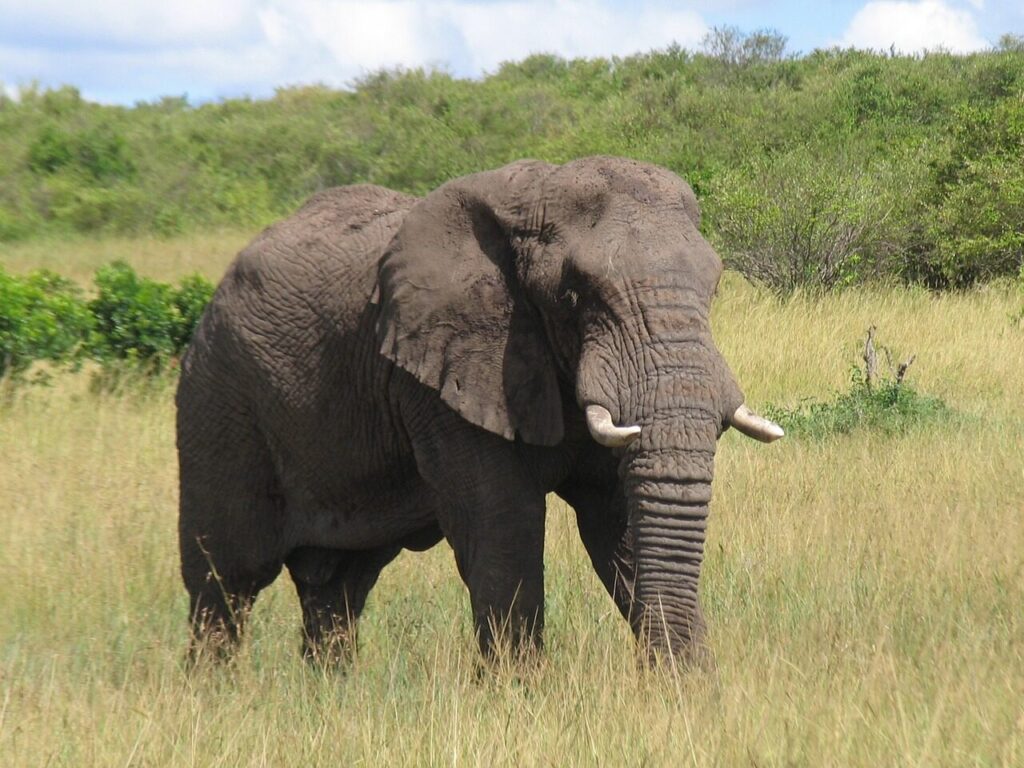 kenya, maasai-mara, elephant, elephant, elephant, elephant, elephant, elephant