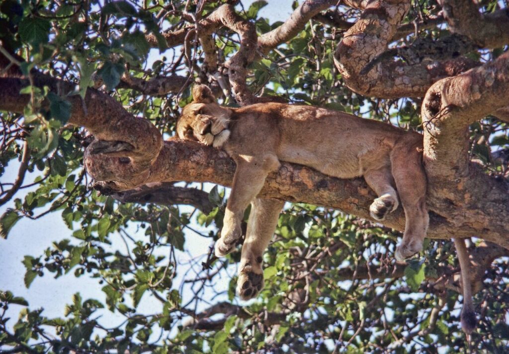 uganda, ishasha, lion, tree, national park, africa, nature, queen, elizabeth, wildlife, animal, habitat