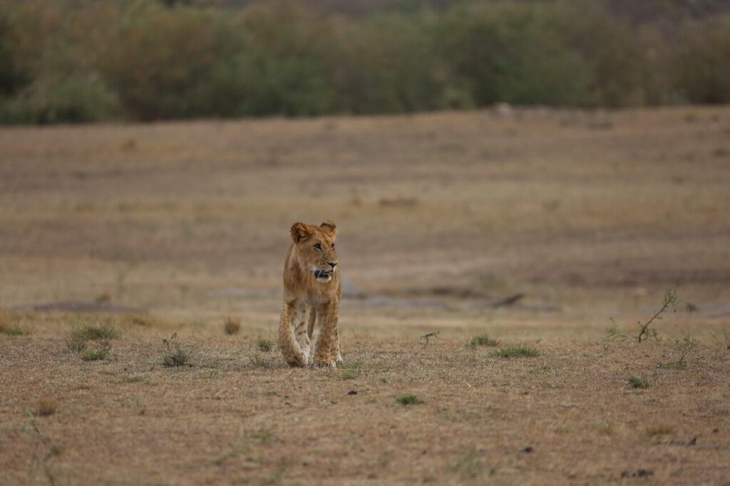 lion, simba, wildlife, safari, nature, africa, kenya, maasai mara, brown lion