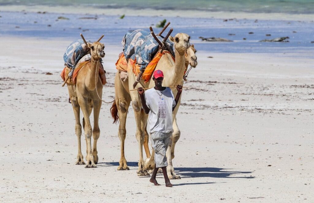 africa, nature, kenya, diani beach, camels, beach