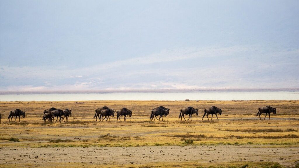 tanzania, wildebeests, wildebeest migration, landscape, nature, africa, ngorongoro, gnus, ngorongoro conservation area, wildebeest migration, wildebeest migration, ngorongoro, ngorongoro, ngorongoro, ngorongoro, ngorongoro