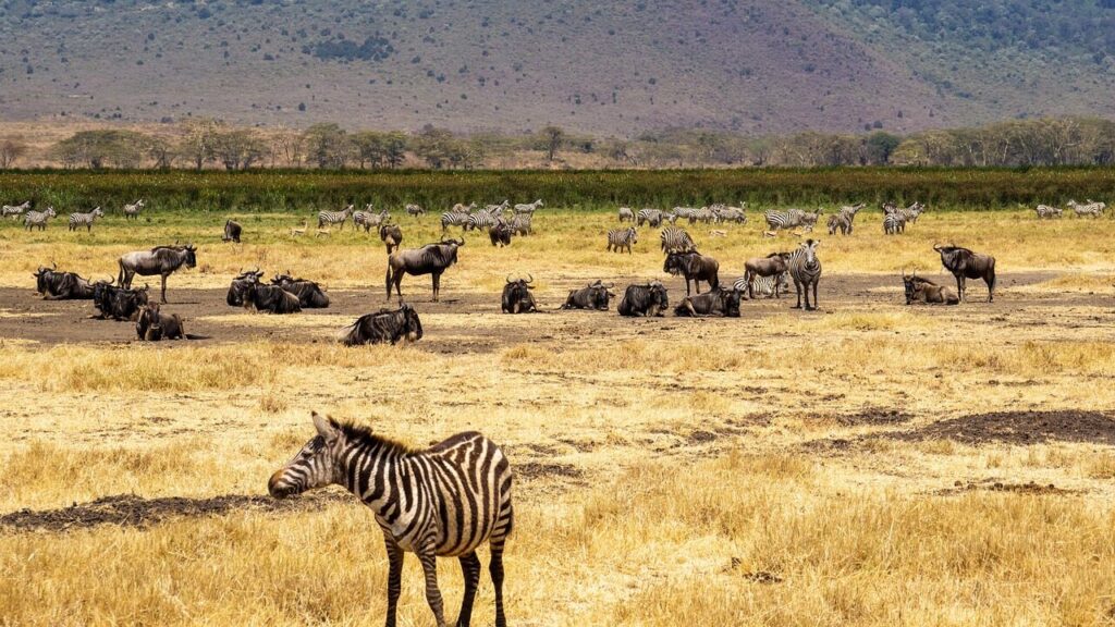 tanzania, wildebeests, animals, wildebeest migration, landscape, nature, africa, ngorongoro, ngorongoro conservation area, ngorongoro, ngorongoro, ngorongoro, ngorongoro, ngorongoro
