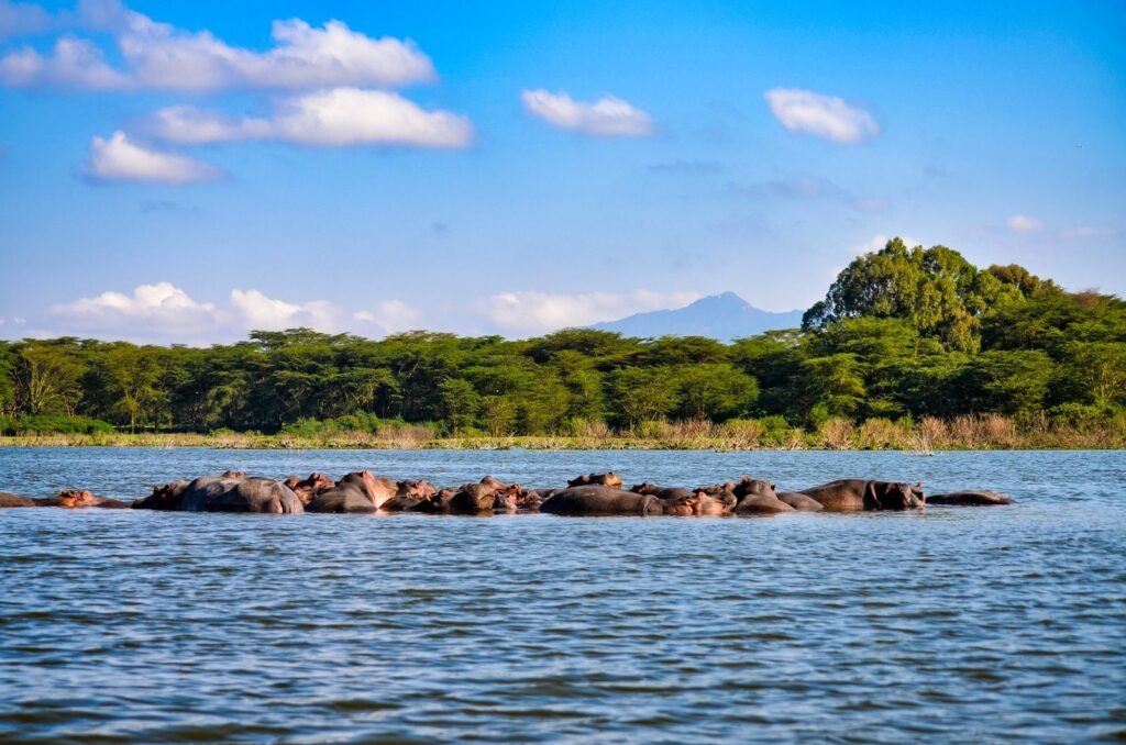 A herd of hippos lounging in Lake Nakuru, surrounded by lush greenery and mountains in Kenya.