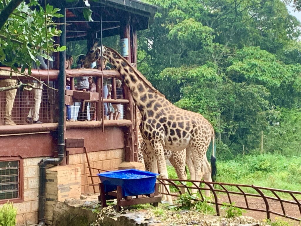 Rothschild's giraffe feeding from the platform at the Giraffe Centre, Langata